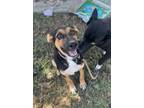 Adopt Brooklyn a Shepherd, Rottweiler