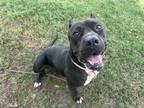 Adopt Brenna a American Staffordshire Terrier