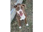 Adopt Milani a American Staffordshire Terrier