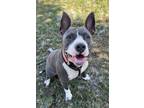 Adopt Ciara a American Staffordshire Terrier