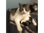 Adopt Frankie (Ava) a Domestic Short Hair, Tabby