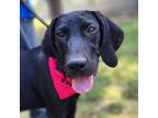 Adopt Liliana JuM a Hound, Great Dane