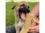 Adopt Rosey JuM a Australian Cattle Dog / Blue Heeler, Shepherd