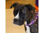 Adopt Eva JuM a Boxer