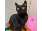 Adopt Darling a Bombay, Domestic Short Hair
