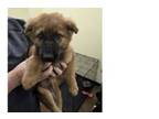 Adopt Greta a German Shepherd Dog