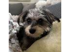 Adopt Klaira a Yorkshire Terrier, Schnauzer