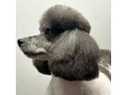 Adopt Patti a Poodle