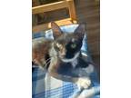 Adopt Emmie a Domestic Medium Hair