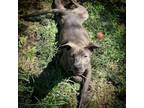 Adopt Flossie a Pit Bull Terrier, Mixed Breed