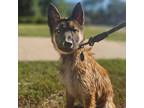 Adopt Rue a Belgian Shepherd / Malinois, Husky