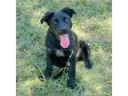 Adopt Suki a Pit Bull Terrier, Mixed Breed