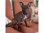 Adopt Anika a Pit Bull Terrier, Mixed Breed