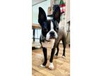 Adopt Angel May a Boston Terrier
