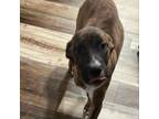 Adopt Stella a Plott Hound