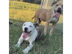 Adopt Maizy a Pit Bull Terrier