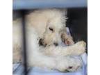 Adopt Addison a Golden Retriever, Standard Poodle