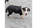 Adopt North a Australian Shepherd