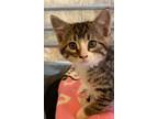 Adopt DeDe a Domestic Short Hair