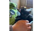Adopt Seysey a Domestic Short Hair