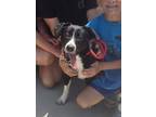 Adopt Bunny a Border Collie