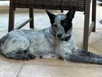 Adopt Luna (Heeler) a Australian Cattle Dog / Blue Heeler