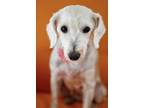 Adopt Rapunzel a Poodle