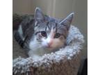 Adopt Mabel a Domestic Short Hair