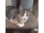 Adopt Claire de Lune a Domestic Short Hair