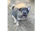 Adopt Cece a Yorkshire Terrier, Mixed Breed