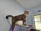 Adopt Bubbles a Domestic Short Hair