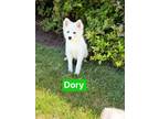 Adopt Dory a American Eskimo Dog