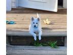 Adopt Dolci a American Eskimo Dog