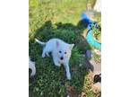Adopt Duchess a Eskimo Dog