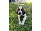 Adopt Piper ** multiple applications a Saint Bernard