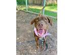 Adopt Penelope Mae The Kindhearted Cutie a Labrador Retriever