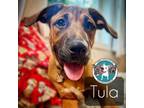 Adopt Tula Balbina a Mastiff, Boxer