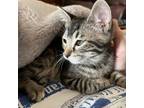 Adopt RUSTY GIRL a Domestic Short Hair
