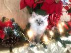 Ragdoll Kittens