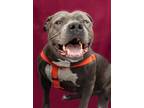 Adopt Roxy a American Staffordshire Terrier / Bull Terrier / Mixed dog in Ewing