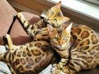 Aria And Leia Bonded Bengal Sisters