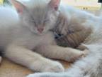 Male Maine Coon