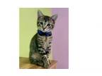 Adopt Rainy a Domestic Short Hair