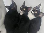 Cute Kittens