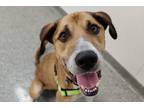 Adopt Georgia a Brown/Chocolate - with White Mixed Breed (Large) / Mixed dog in