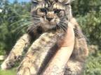 Gorgeous Tortie Girl Kitty