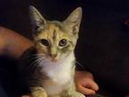 Kittens