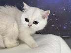 Scarlett British Shorthair Silver Ticked Girl