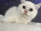 Sabrina British Shorthair Silver Colorpoint Girl