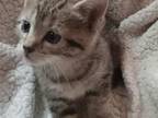 Tabby